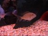 fish 016.jpg
