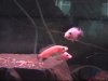 fish 012.jpg