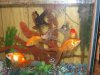 ricks gold fish.JPG