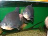 pics 051.jpg