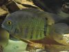 Female Severum.jpg