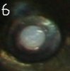 Eye 6.JPG