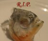 RIP2.JPG