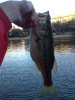ImageUploadedByMonsterAquariaNetwork1359595566.947924.jpg