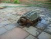 19in.shell-01.jpg