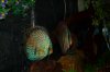 100_6678.jpg