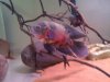 ImageUploadedByMonsterAquariaNetwork1359859108.311461.jpg ImageUploadedByMonsterAquariaNetwork1359859108.311461.jpg
