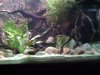 225 Gallon CA Tank Right.jpg 225 Gallon CA Tank Right.jpg