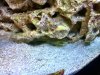 ImageUploadedByMonsterAquariaNetwork1360120124.197131.jpg