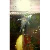 aquariums_702475_140757_0_m[1][1].jpg