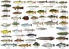 Monster fish.jpg