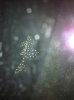 ImageUploadedByMonsterAquariaNetwork1360296089.462826.jpg