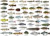 Monster fish j.JPG
