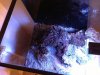 ImageUploadedByMonsterAquariaNetwork1360431479.807863.jpg