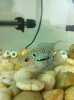 ImageUploadedByMonsterAquariaNetwork1360656376.434916.jpg ImageUploadedByMonsterAquariaNetwork1360656376.434916.jpg