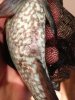 ImageUploadedByMonsterAquariaNetwork1360694667.013904.jpg