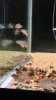 ImageUploadedByMonsterAquariaNetwork1360719538.065541.jpg