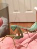 ImageUploadedByMonsterAquariaNetwork1360732994.809222.jpg