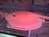 IMG-20121210-01346.jpg