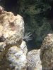 ImageUploadedByMonsterAquariaNetwork1360835925.936730.jpg ImageUploadedByMonsterAquariaNetwork1360835925.936730.jpg