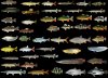 Monster fishBlk.jpg