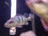 ImageUploadedByMonsterAquariaNetwork1361037388.724133.jpg