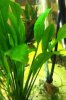ImageUploadedByMonsterAquariaNetwork1361310279.956548.jpg