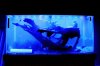 IMG_0426 - Copy--Thumb.JPG