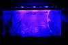 IMG_0432 - Copy--Thumb.JPG