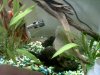 wierd pleco.jpg