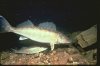 walleye.jpg