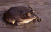 C platycephala.jpg