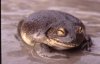 C platycephala_02-GM.jpg