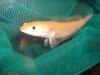 Leucistic Striata.jpg