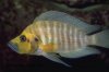 neolamprologus_compressiceps.jpg