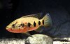 HemichromisFasciatus001.jpg