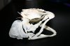 rainbow trout skull.jpg