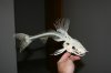 marble catfish skeleton1.jpg
