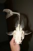 marble catfish skeleton 3.jpg