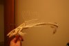 marble catfish skeleton 4.jpg
