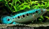 channa_pleurophthalma-01.jpg channa_pleurophthalma-01.jpg