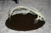 marble catfish skeleton.jpg