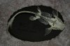 marble catfish skeleton top.jpg