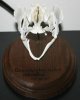 rainbow trout skull 2.JPG