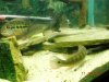 fish.jpg