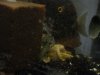severums april 2004 004.jpg