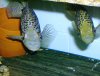joel's fish pics 12-06 001 (3).jpg