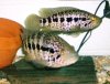 joel's fish pics 12-06 059.jpg