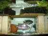 joel's fish pics 12-06 027 (2).jpg