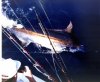 bigfish.jpg